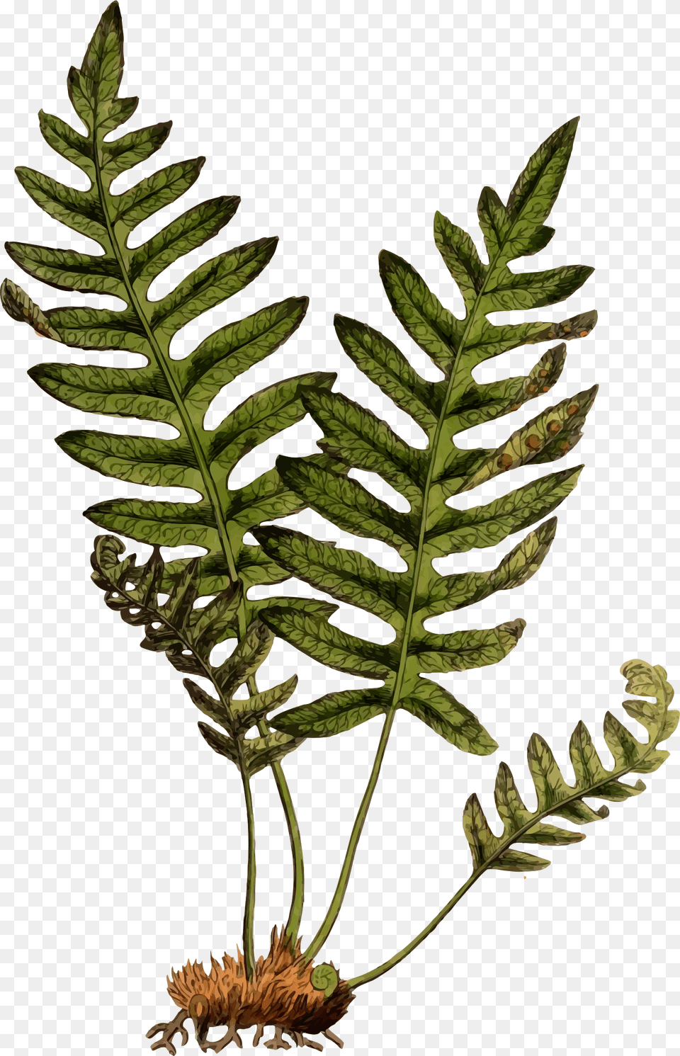 Clipart, Fern, Leaf, Plant Png