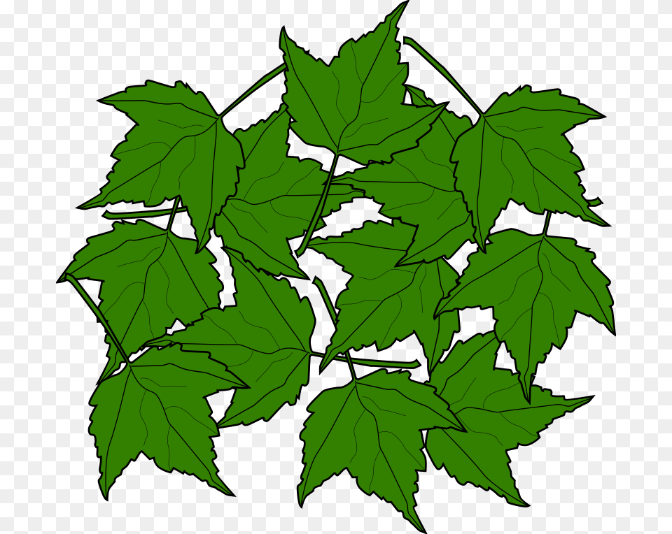Clipart, Leaf, Oak, Plant, Sycamore Free Transparent Png