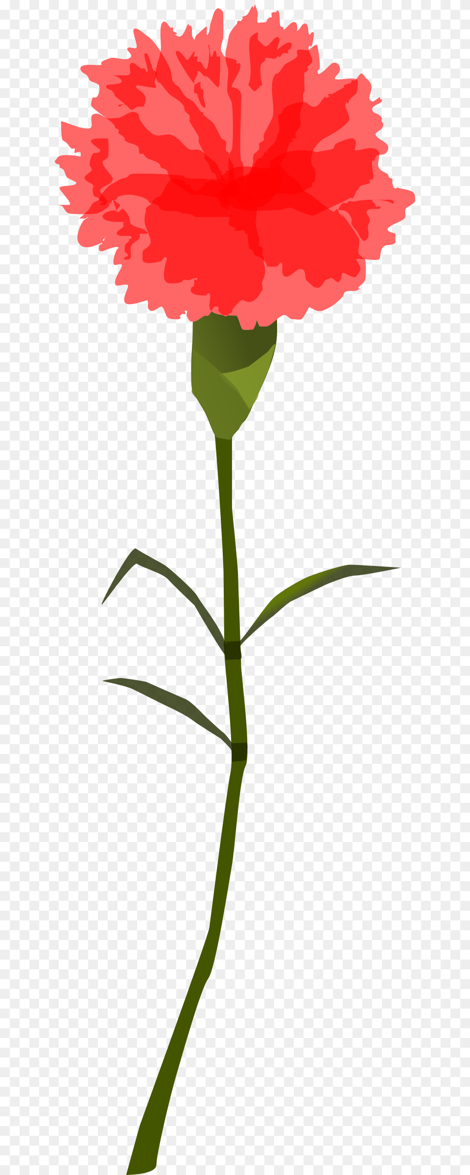 Clipart, Carnation, Flower, Plant, Rose Free Png