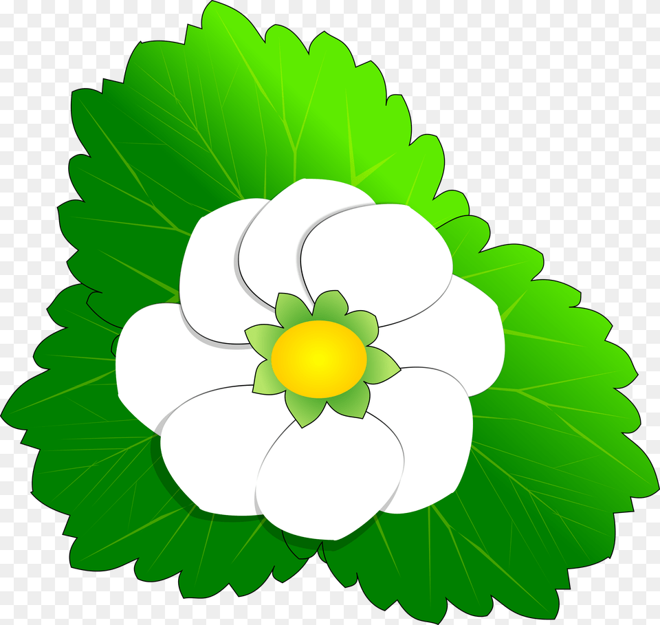 Clipart, Leaf, Anemone, Plant, Flower Free Png