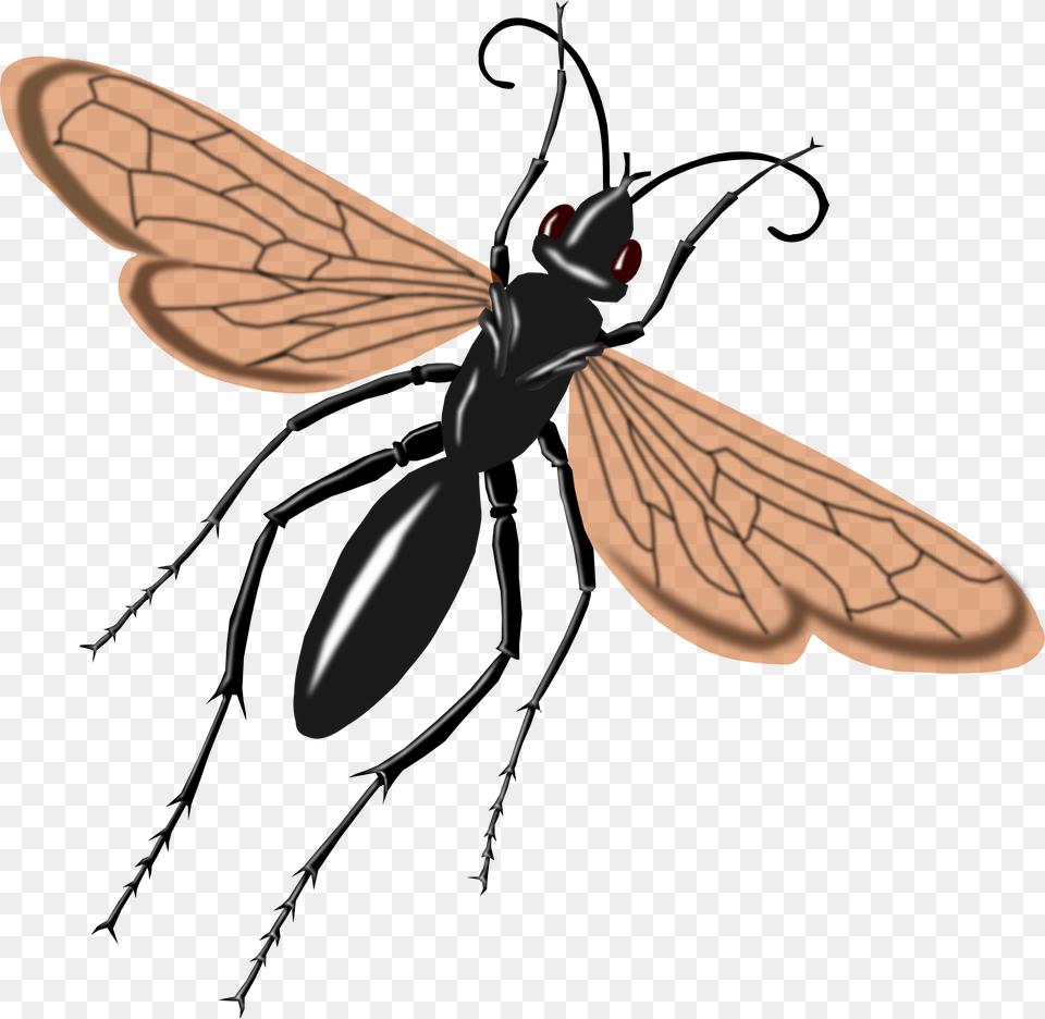 Clipart, Animal, Bee, Insect, Invertebrate Free Png Download