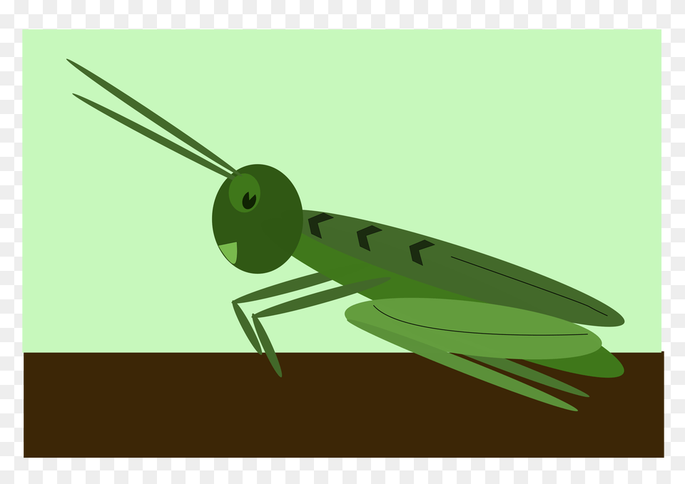 Clipart, Animal, Grasshopper, Insect, Invertebrate Png Image