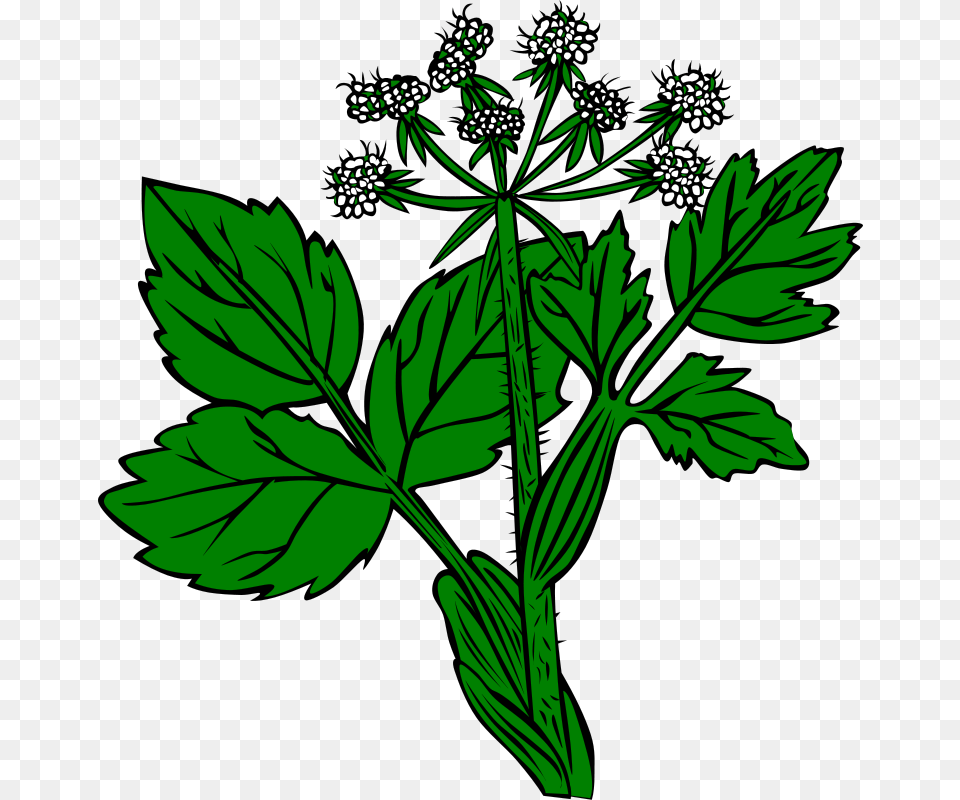 Clipart, Apiaceae, Flower, Plant, Herbs Png
