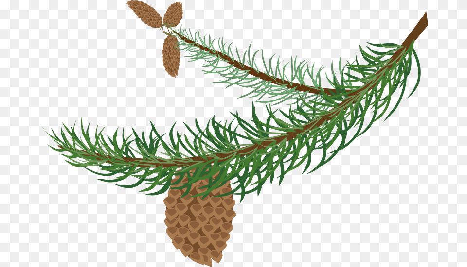 Clipart, Conifer, Fir, Plant, Tree Free Transparent Png