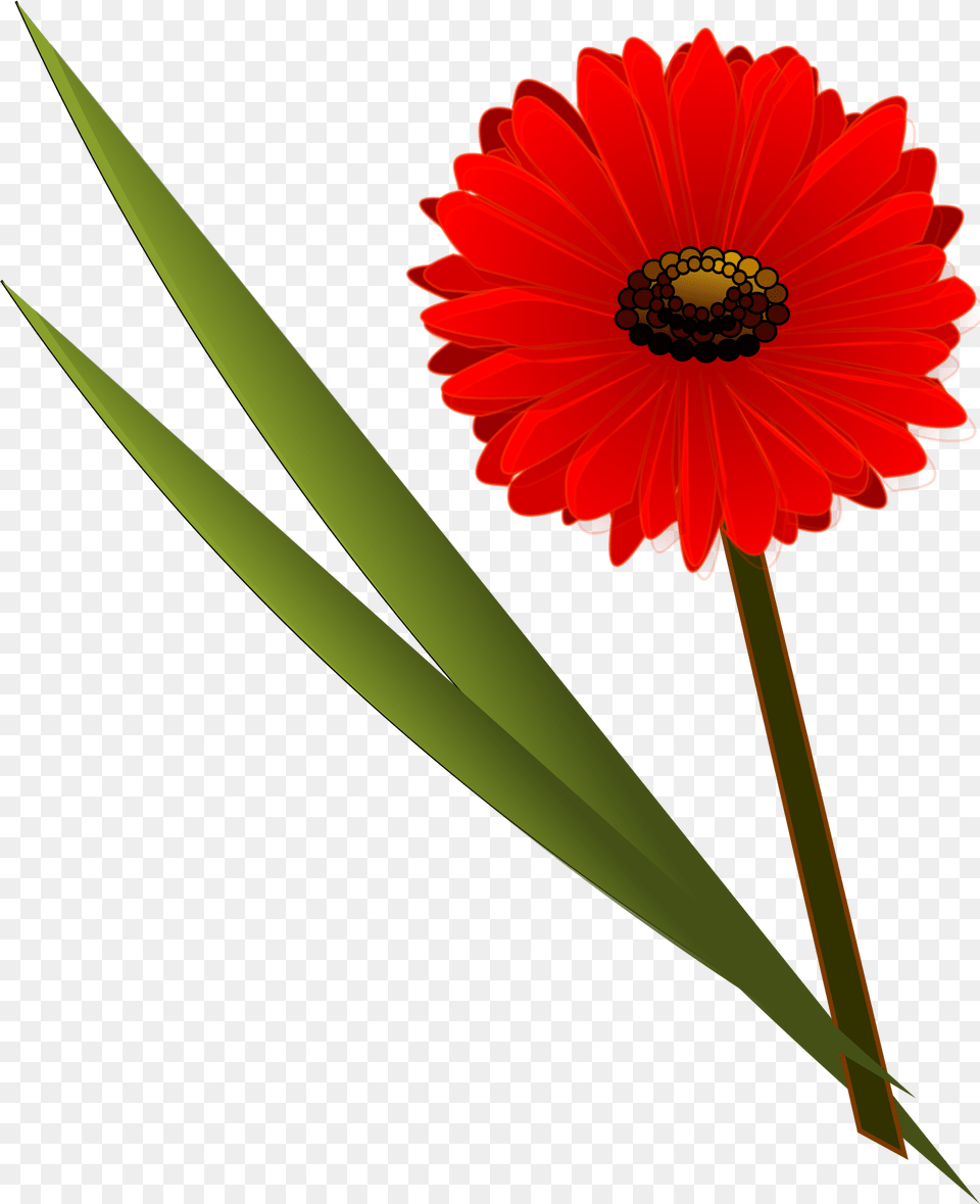 Clipart, Flower, Plant, Petal, Daisy Free Png