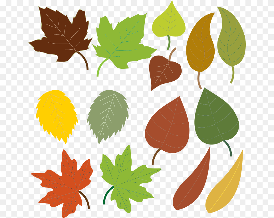 Clipart, Leaf, Plant, Tree, Maple Leaf Png Image