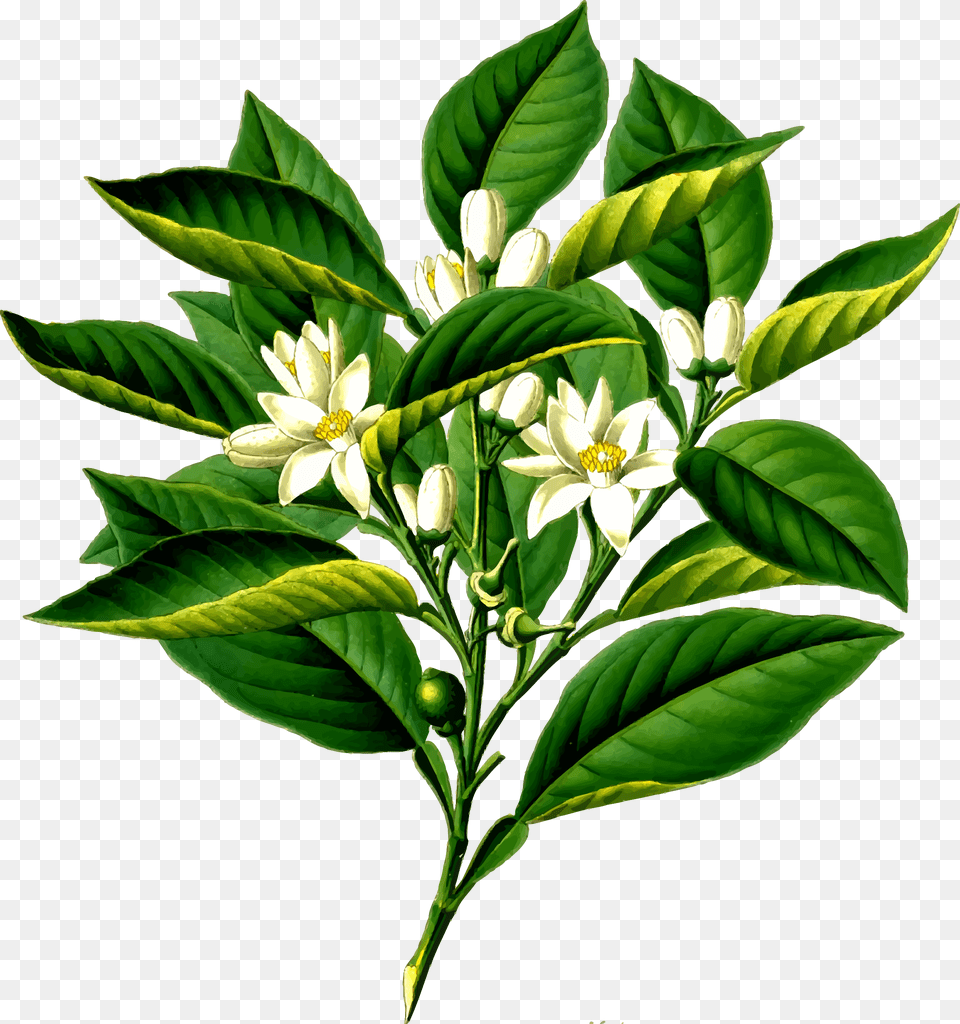 Clipart, Flower, Leaf, Plant, Annonaceae Png