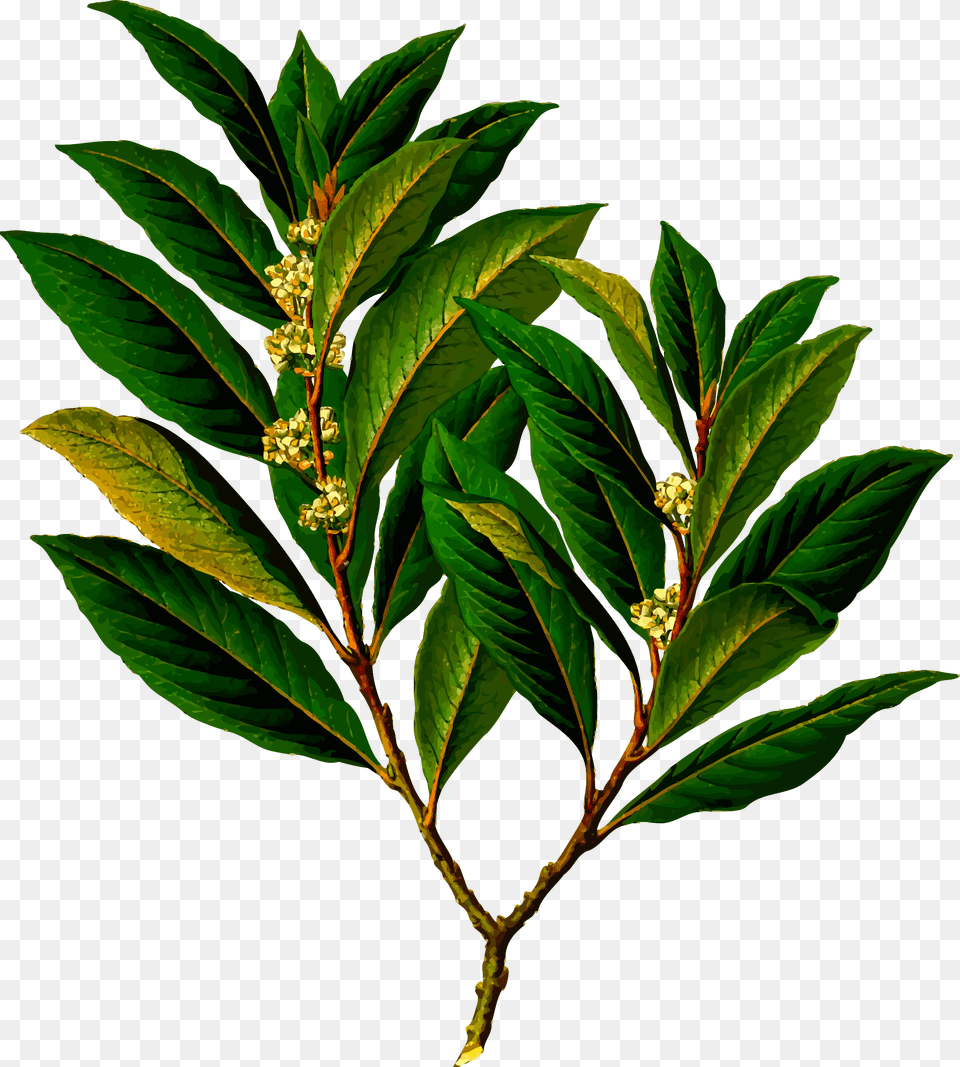 Clipart, Acanthaceae, Plant, Leaf, Herbs Png Image