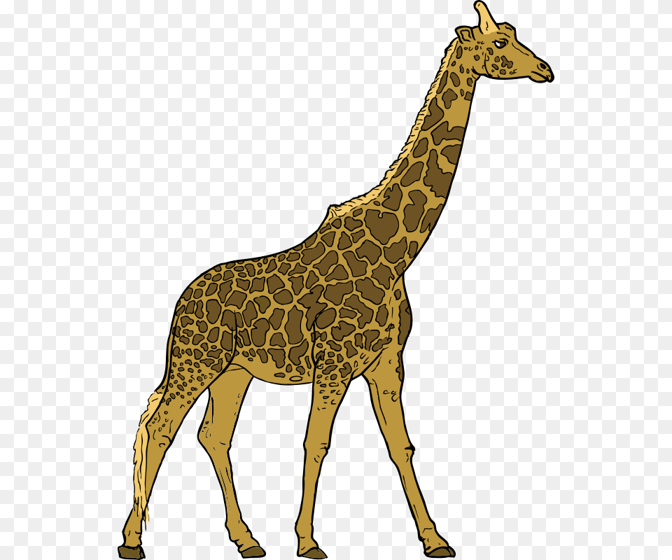 Clipart, Animal, Giraffe, Mammal, Wildlife Free Png Download