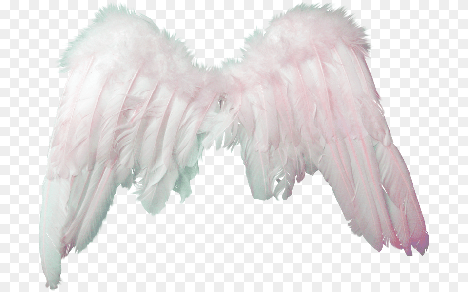 Clipart Angel Alas De Angelitos, Accessories, Person, Animal, Bird Free Png Download