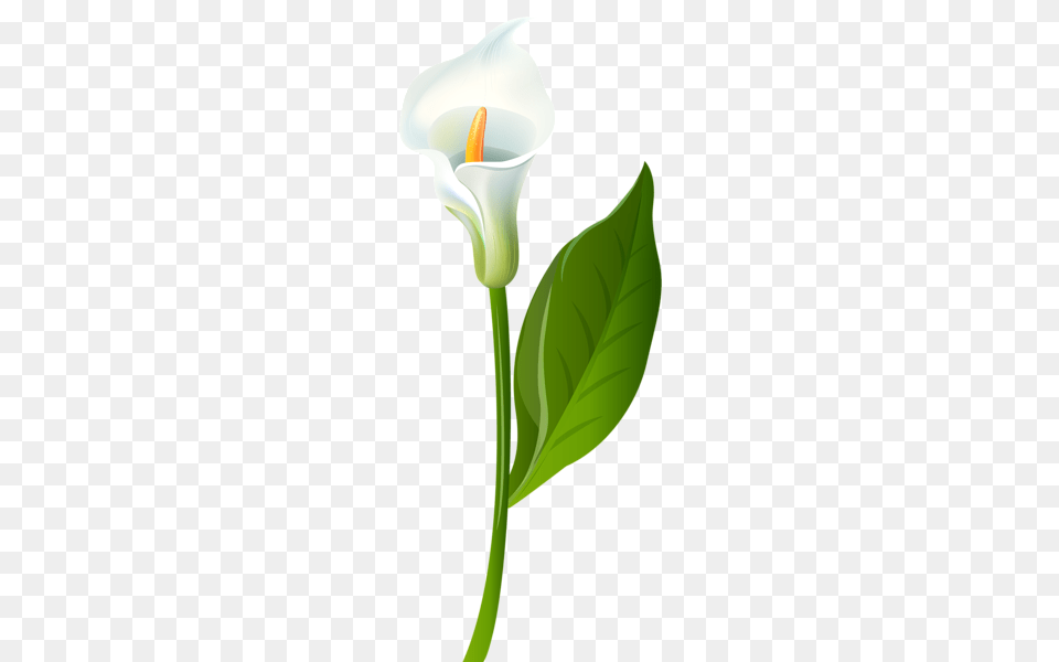 Clipart Art Art Images, Flower, Plant, Araceae Free Png Download