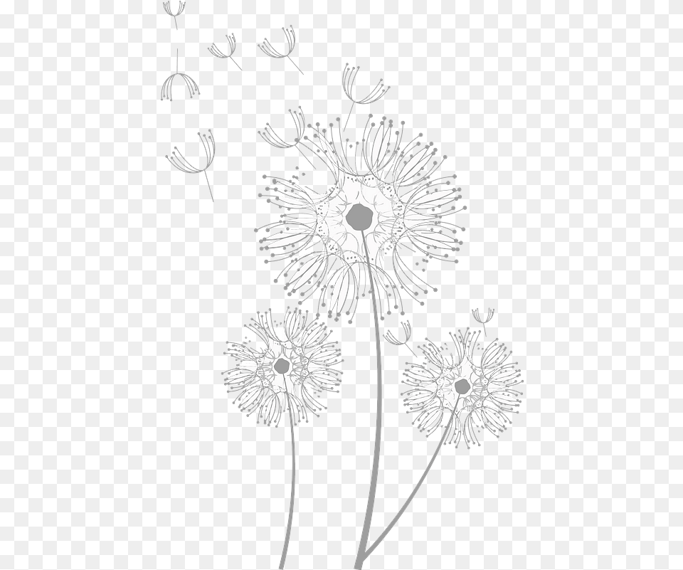 Clipart Barberton Daisy, Flower, Plant, Dandelion, Wedding Png