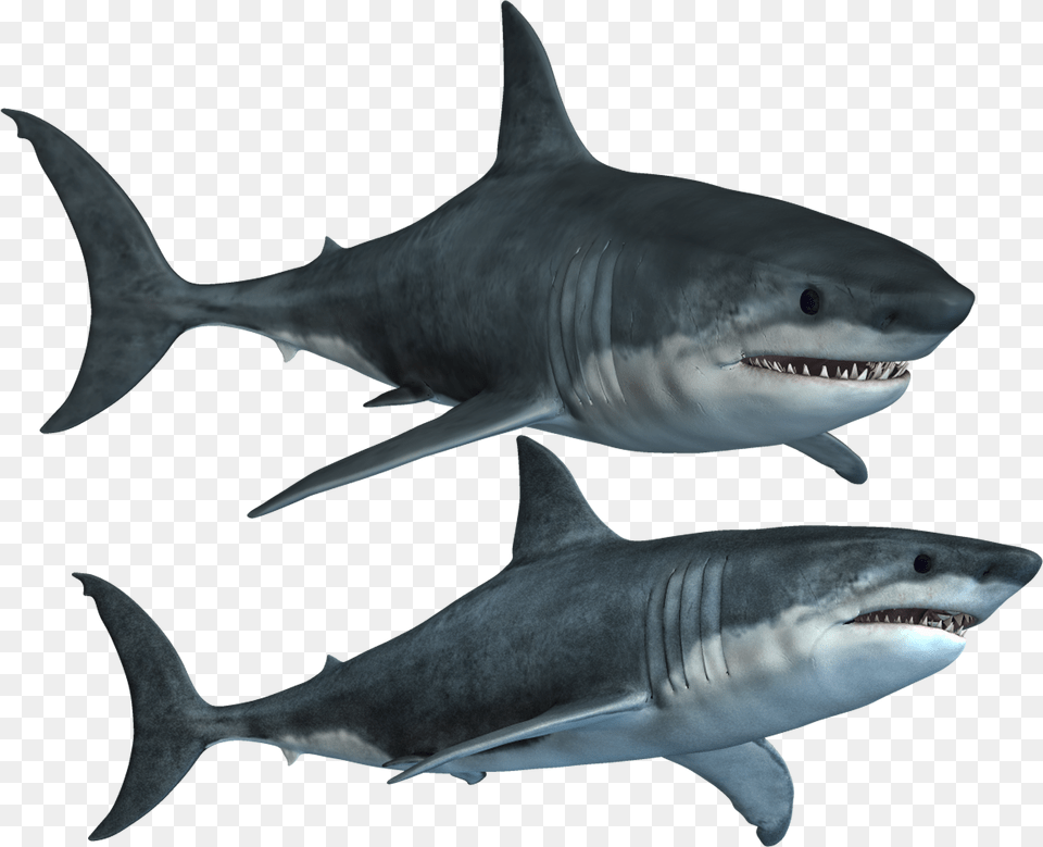 Clipart Basketball Shark Picture Sharks, Animal, Fish, Sea Life, Great White Shark Free Transparent Png