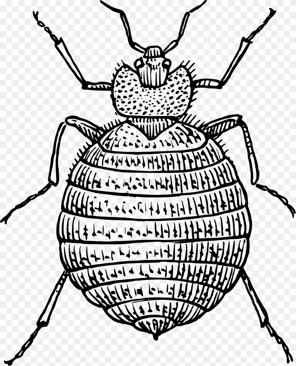 Clipart Bed Bugs Clip Royalty Bed Bug Clipart Bed Bug Clipart Black And White, Animal Free Transparent Png