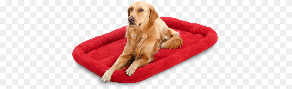 Clipart Bed Dog Bed Dog On Bed Transparent, Animal, Canine, Mammal, Pet Png