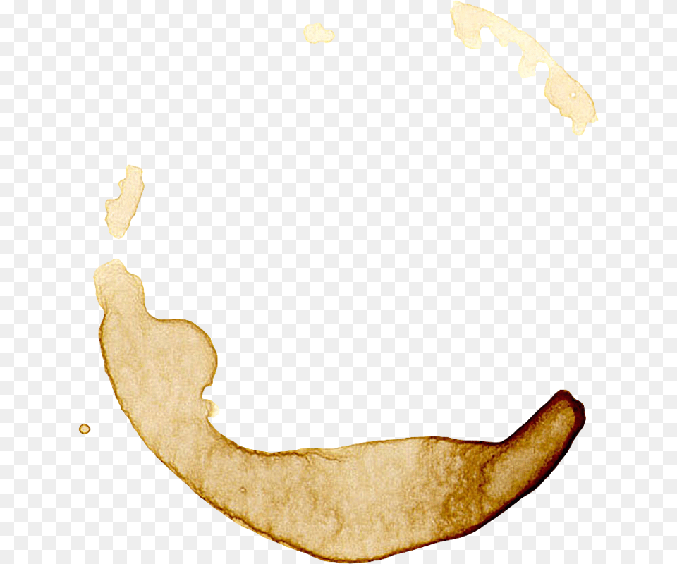 Clipart Best Coffee Stain Paper Coffee Stain Transparent, Peel, Astragalus, Flower, Plant Png Image