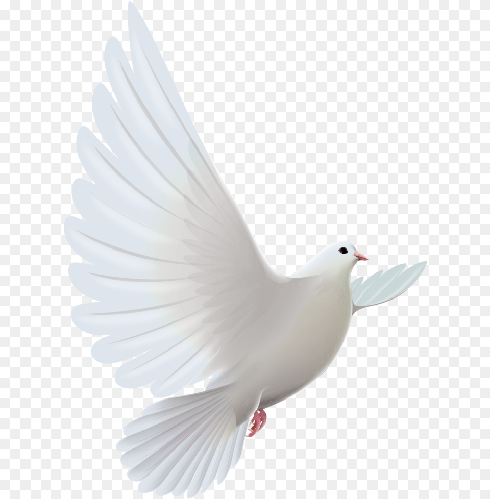 Clipart Bird Descending Transparent White Dove, Animal, Pigeon Free Png