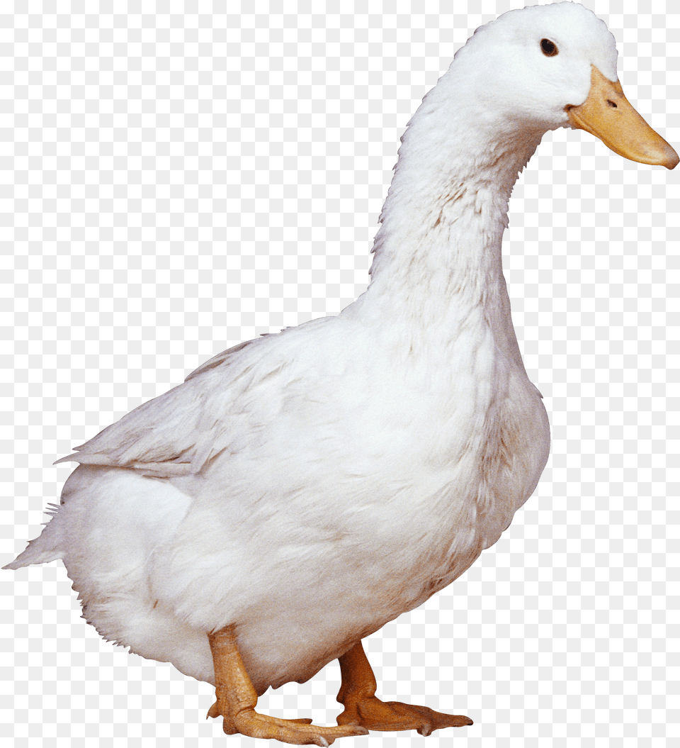 Clipart Bird Duck Transparent For Duck, Box, Person Png Image