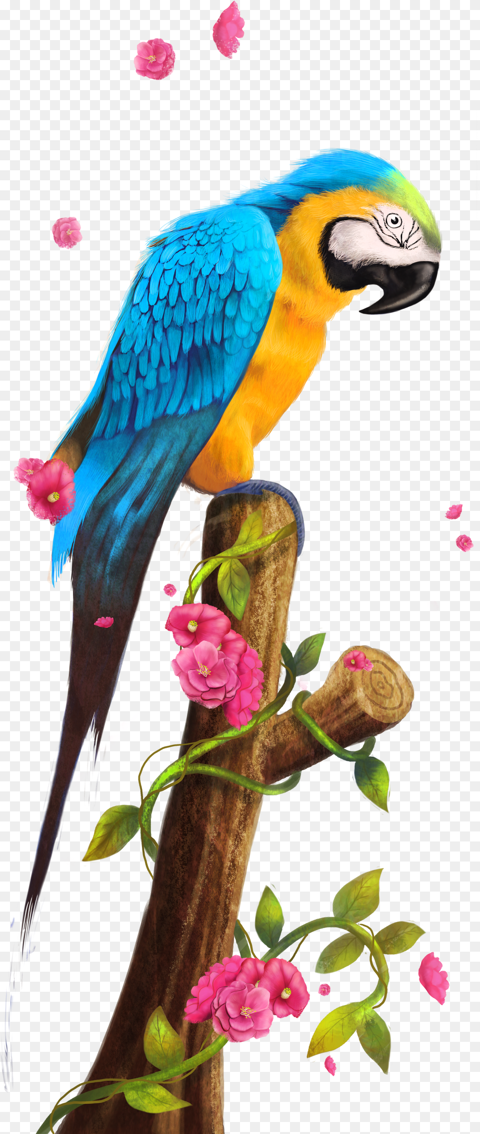 Clipart Bird Parrot Transparent Parakeet Free Png