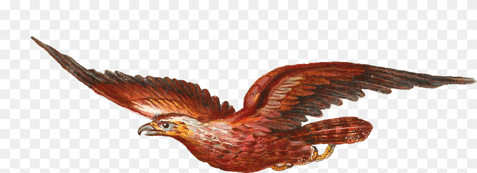 Clipart Bird Prey Transparent Free For Bird Of Prey Clip Art, Animal, Beak Png Image