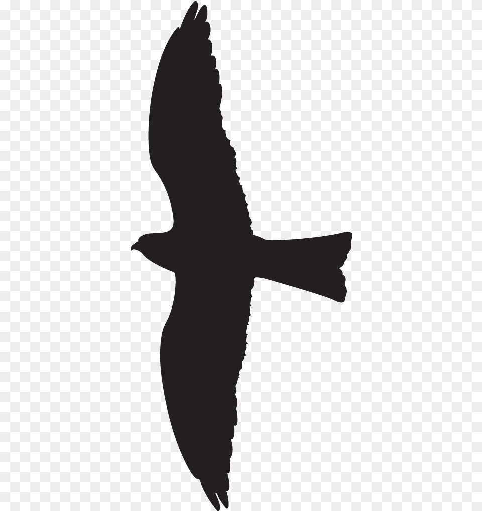 Clipart Bird Red Kite Transparent Black Kite Bird Silhouette, Animal, Flying, Kite Bird, Person Png Image