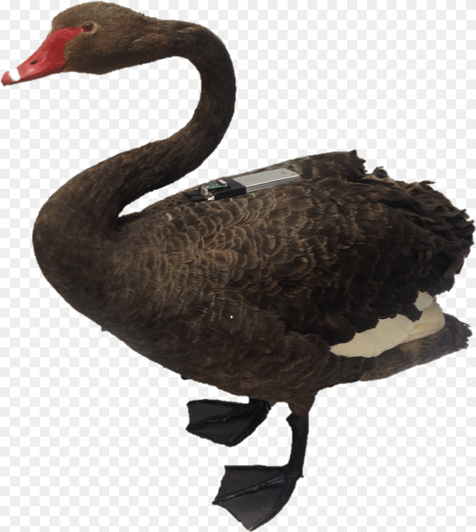 Clipart Birds Black Swan Black Swan, Animal, Bird, Waterfowl, Black Swan Png