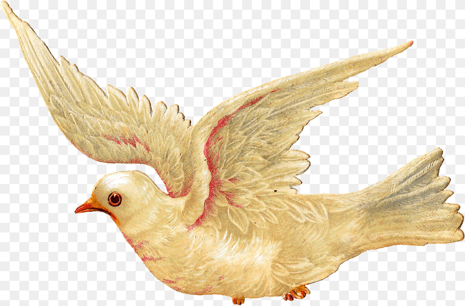 Clipart Birds Dove Transparent Bird Illustration Vintage, Animal, Pigeon Png