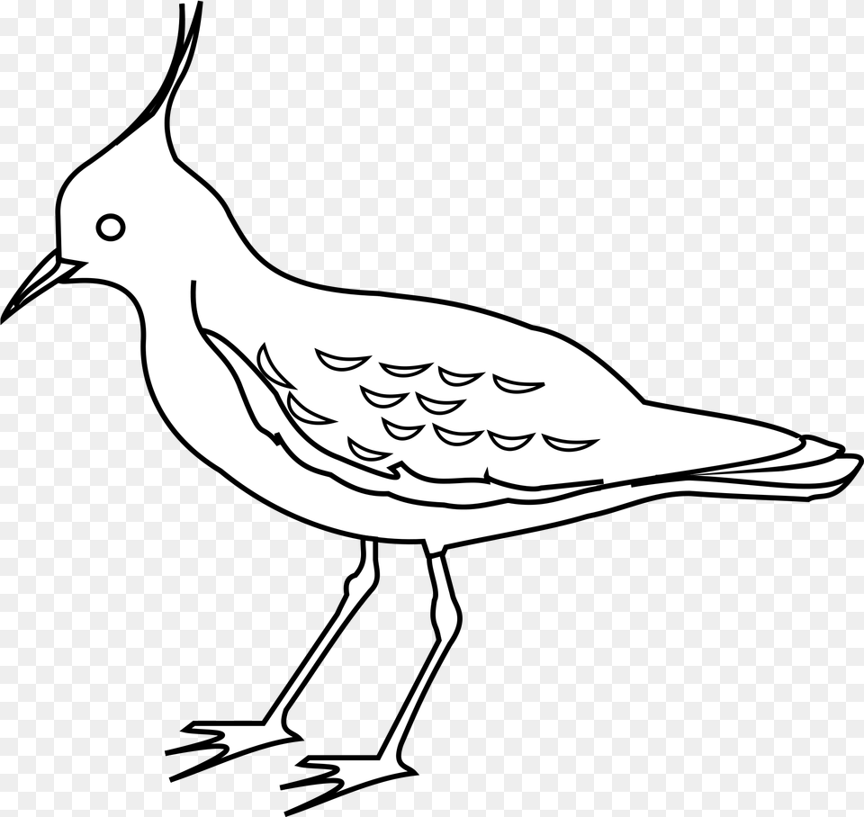 Clipart Birds Outline Picture Northern Lapwing Drawing, Stencil, Animal, Fish, Sea Life Free Transparent Png