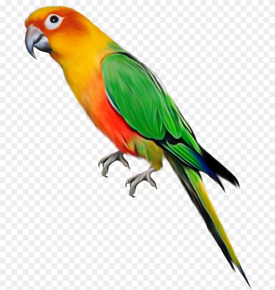 Clipart Birds Parrot Large Picsart Birds Hd, Animal, Bird, Parakeet Png Image