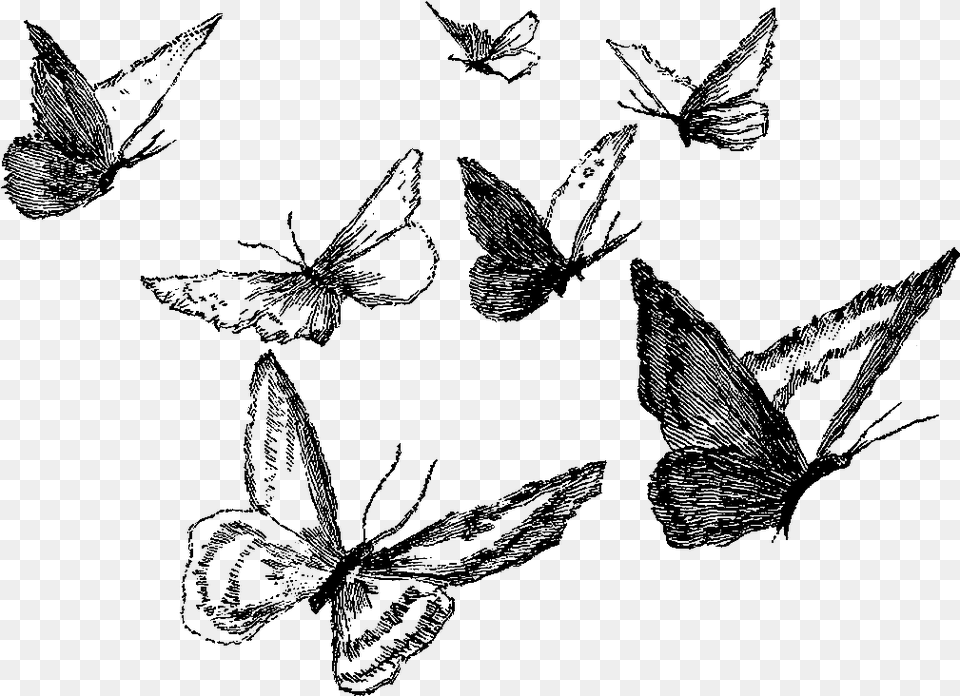 Clipart Black And White Ankle Drawing Pencil Butterfly Pencil Drawing Free Png