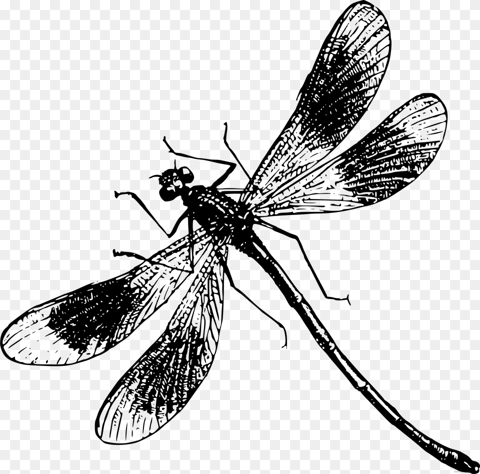 Clipart Black And White Dragonfly, Gray Free Png