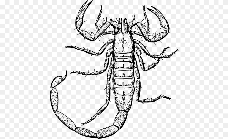 Clipart Black And White Scorpion, Gray Free Png
