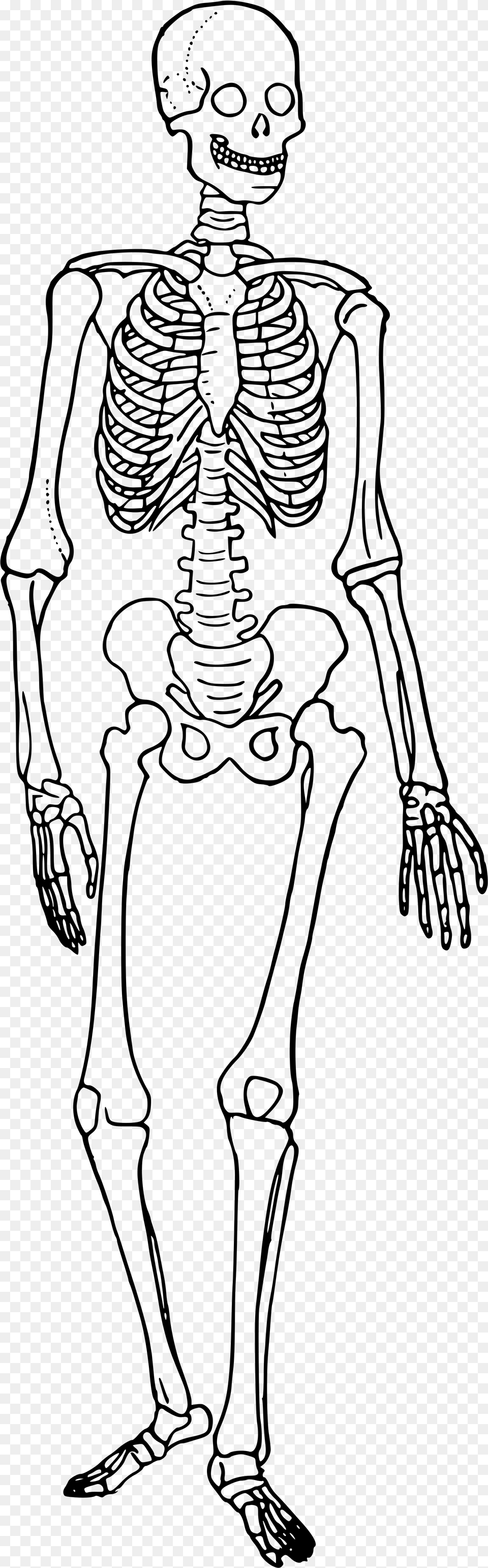 Clipart Black And White Stock Bones Vector Human Bone Human Skeleton Trace, Gray Free Png