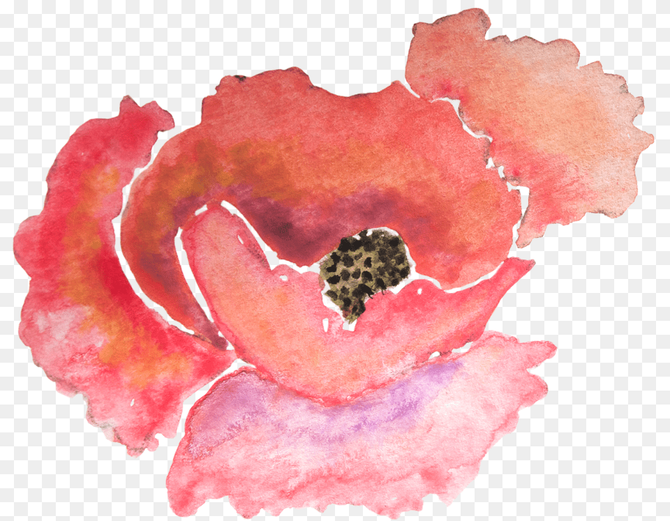 Clipart Black And White Stock Watercolour Poppies, Flower, Petal, Plant, Anemone Png