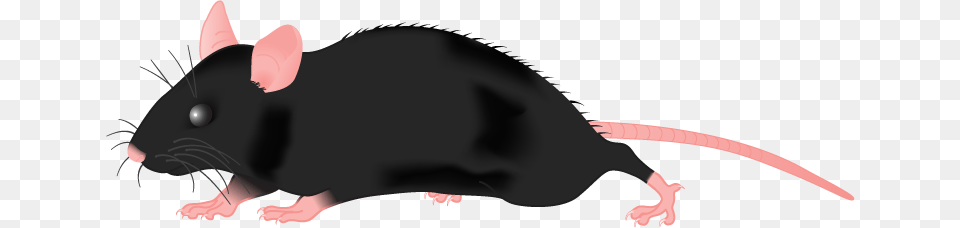 Clipart Black Mouse Clipart, Animal, Mammal, Rodent, Rat Free Png