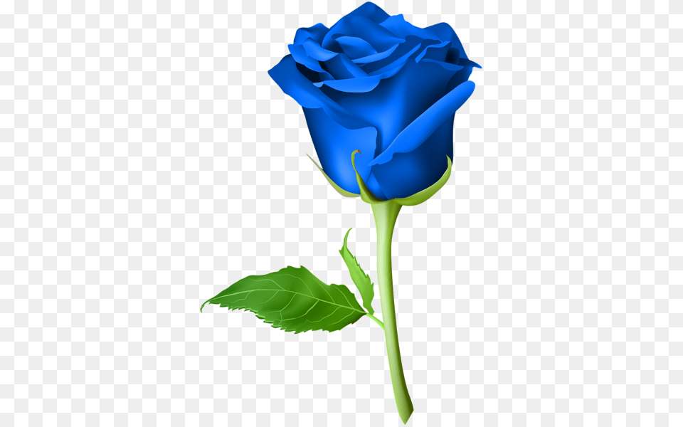 Clipart Blue Roses Blue And Rose, Flower, Plant, Adult, Female Free Transparent Png