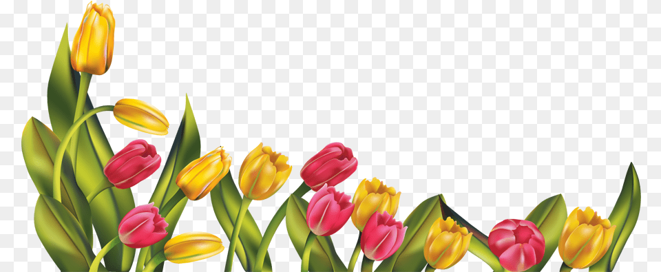 Clipart Borders Tulip Transparent Clip Art Spring Flower Borders, Plant Png