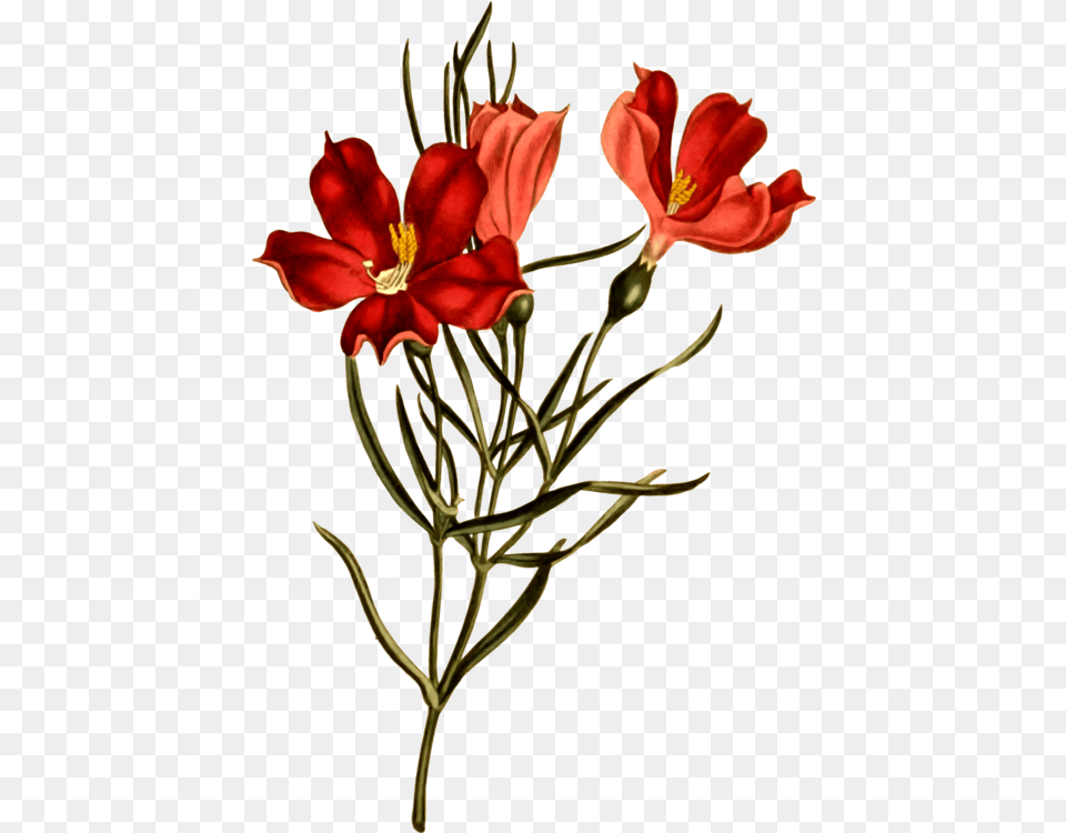 Clipart Botany, Flower, Geranium, Plant, Petal Free Transparent Png