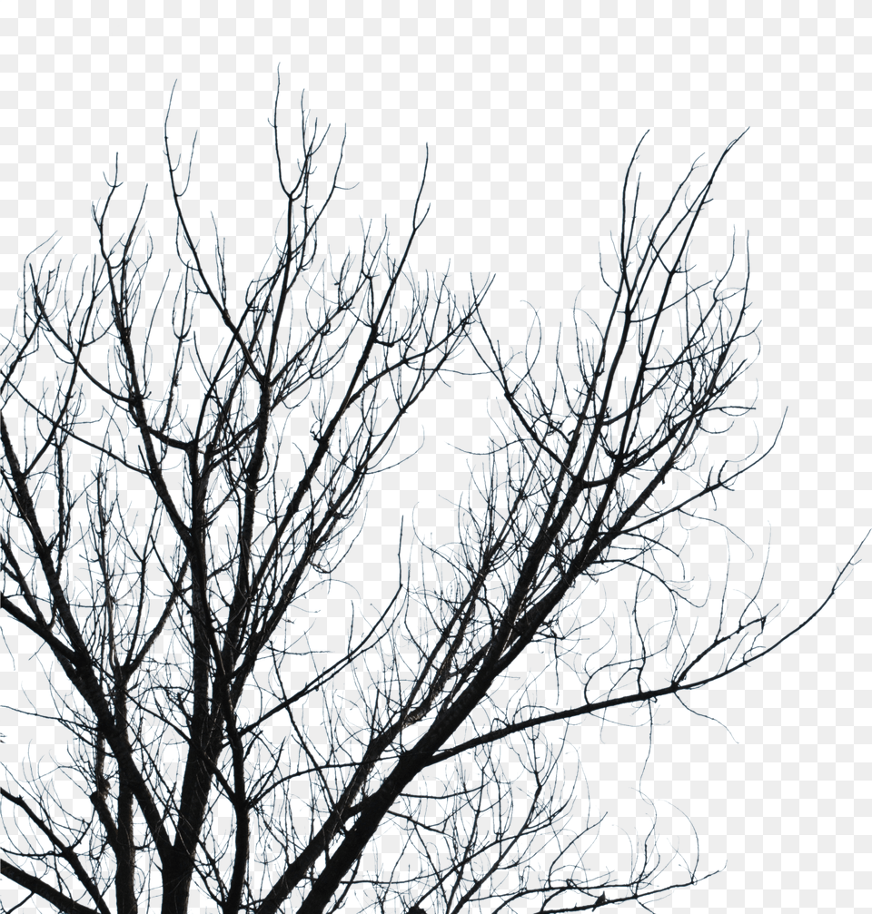 Clipart Branch Tree Sky Leaf Dead Tree Branch, Frost, Ice, Nature, Night Free Png Download