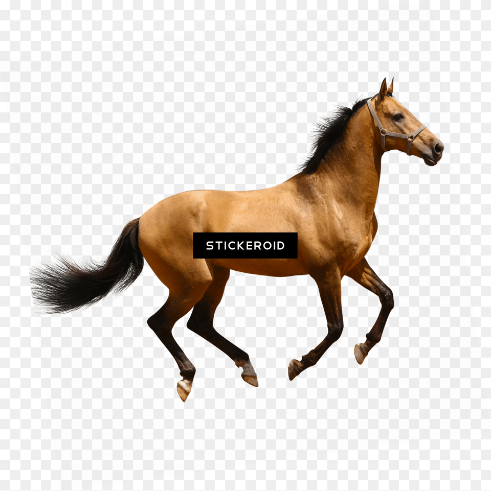 Clipart Brown Horse Picture Transparent Background, Animal, Colt Horse, Mammal, Stallion Free Png Download