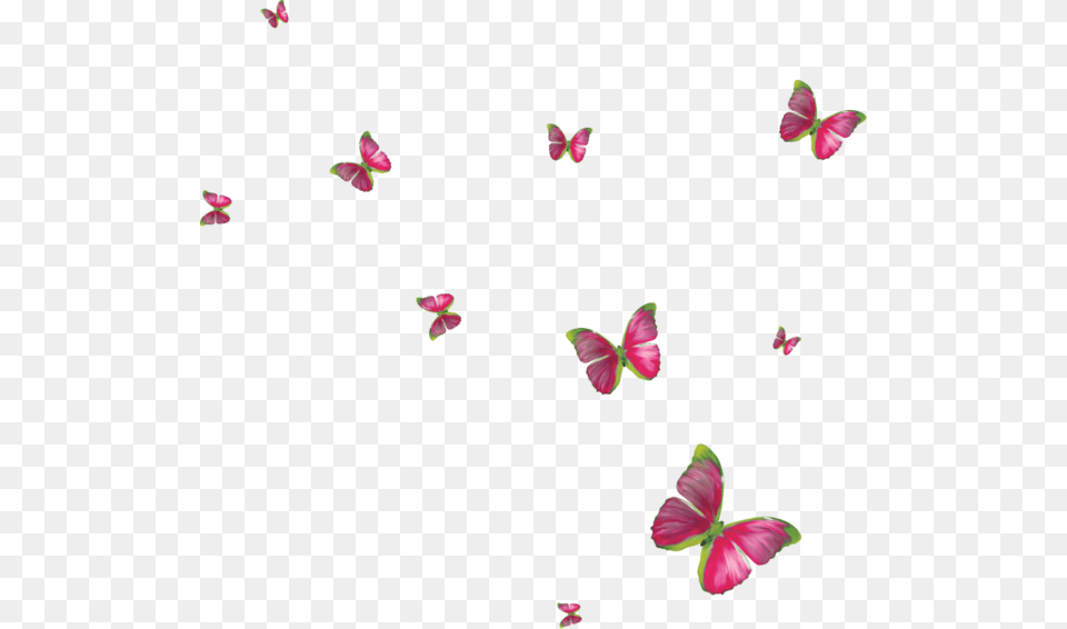 Clipart Butterflies Butterfly Clip Art Butterflies Blue Butterfly Frame, Flower, Petal, Plant Png