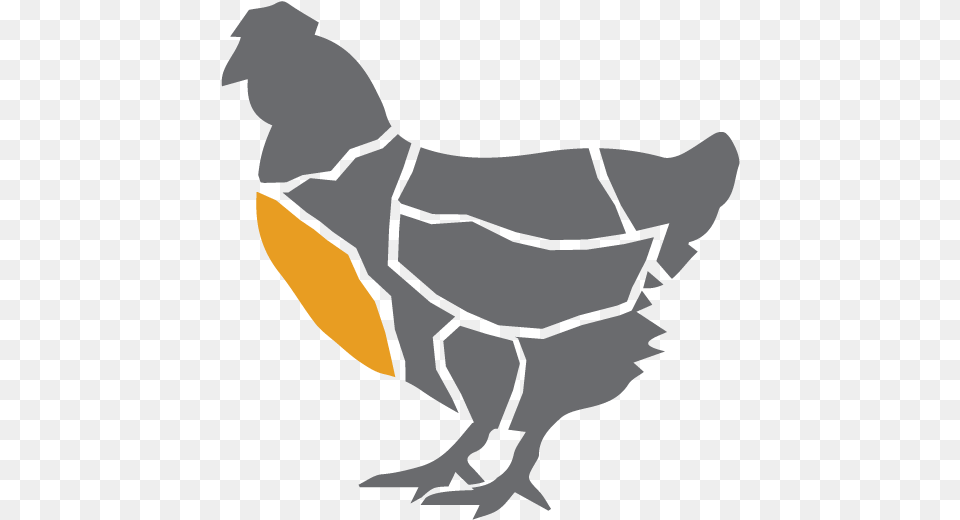 Clipart Chicken Chicken Leg Breast Chicken Art, Baby, Person, Animal, Bird Png Image