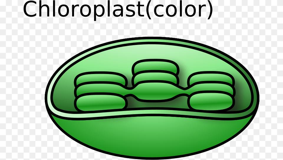 Clipart Chloroplast Torisan, Green Png