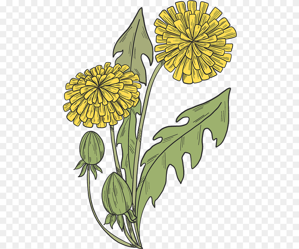 Clipart Chrysanths, Flower, Plant, Dandelion Free Png Download