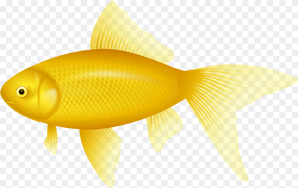 Clipart Clip Art, Animal, Fish, Sea Life, Goldfish Png Image