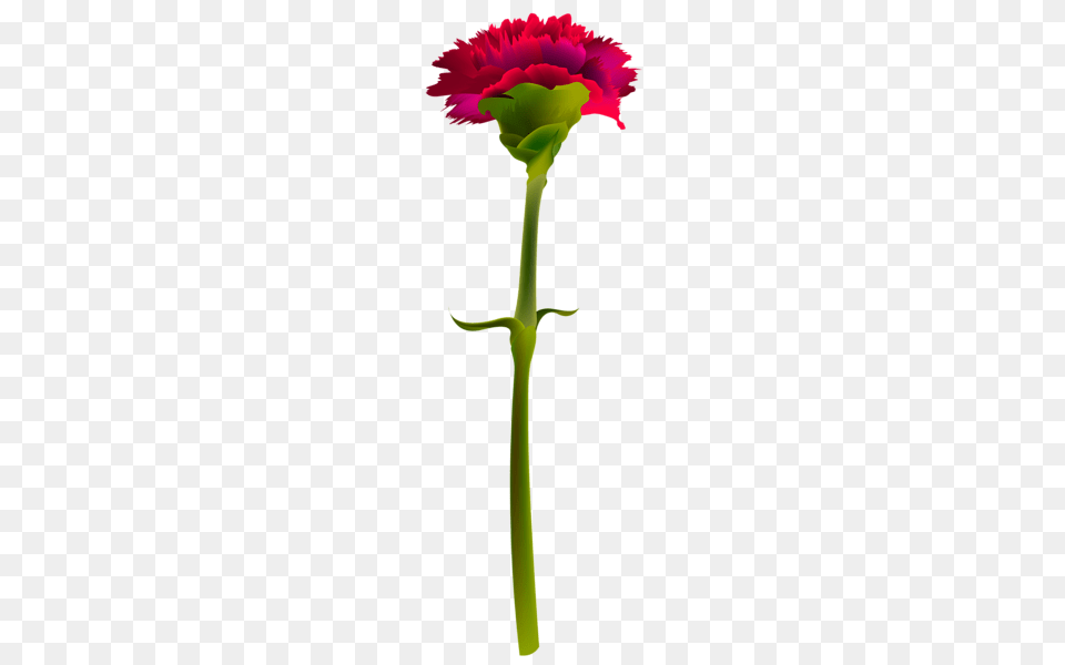 Clipart Clip Art Clipart, Carnation, Flower, Plant, Rose Png