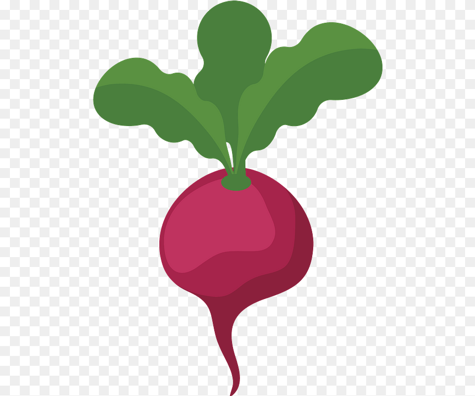 Clipart Clip Art Of Beetroot, Food, Produce, Plant, Radish Free Png