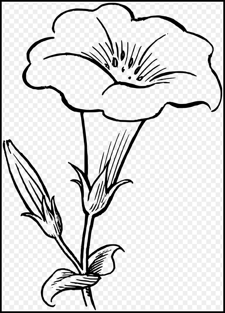Clipart Collection Of Scientific Daffodil Flower Drawings Free Png Download
