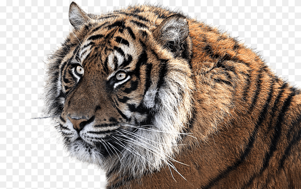 Clipart Collection Tiger Tiger Is The National Animal Of India, Mammal, Wildlife Png Image