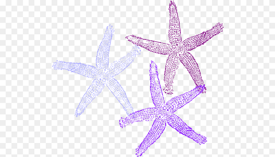 Clipart Corals Transparent Background Purple Starfish Clipart, Animal, Invertebrate, Sea Life Free Png